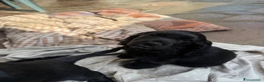 Cocker 4