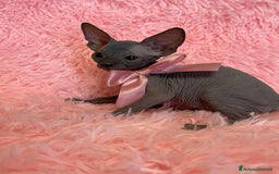 Sphynx gatti in vendita: Cuccioli di gatto shynx a Città metropolitana di Roma Capitale - Immagine 1