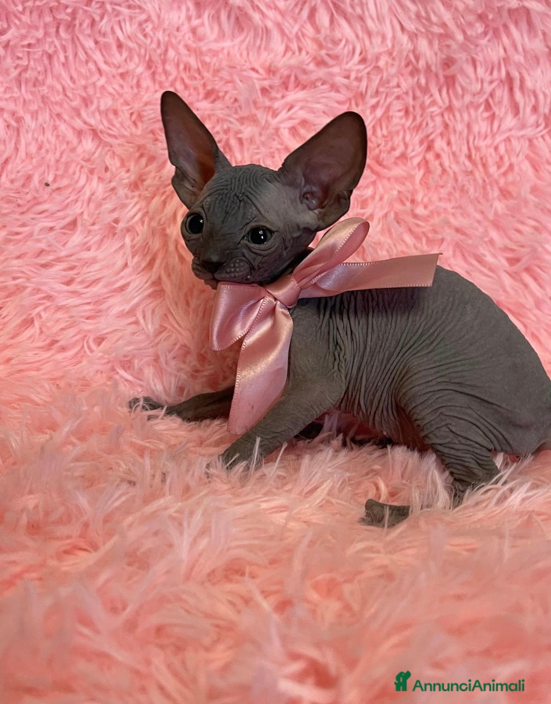 Sphynx gatti in vendita: Cuccioli di gatto shynx a Città metropolitana di Roma Capitale - Immagine 1
