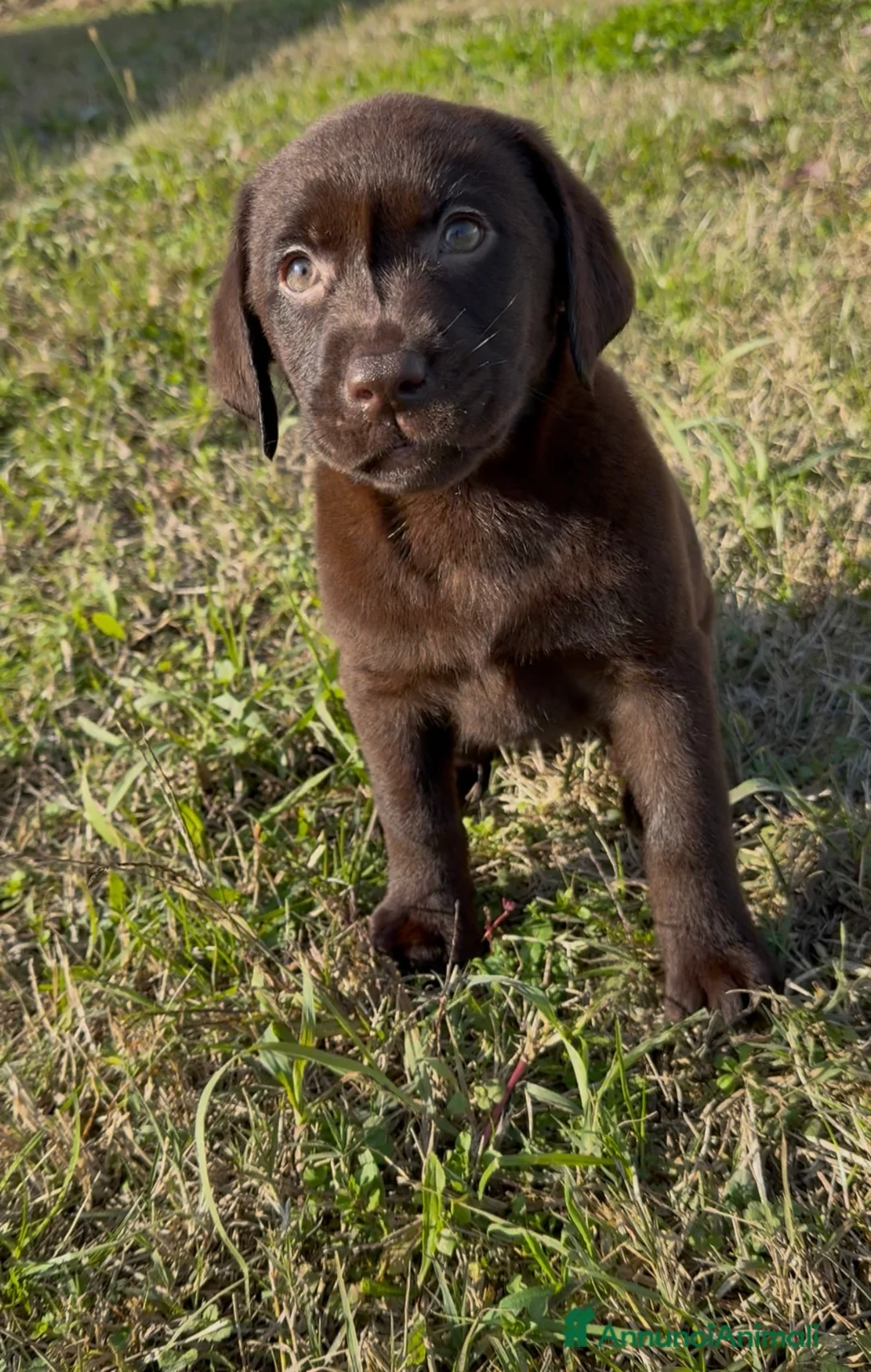 Labrador cani in vendita: Cuccioli di Labrador chocolate con pedigree Enci  - Annuncio 4