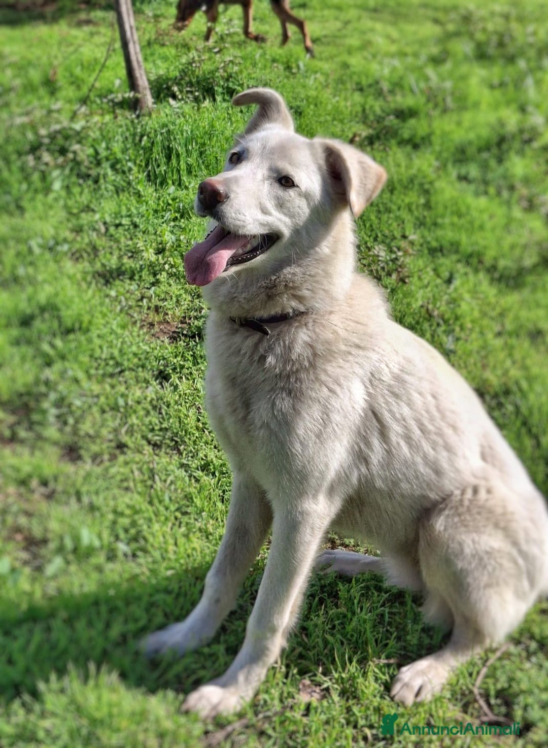 Meticcio cani in regalo: LUNA 🩷 - cucciola simil pastore/husky cerca casa - Annuncio 5