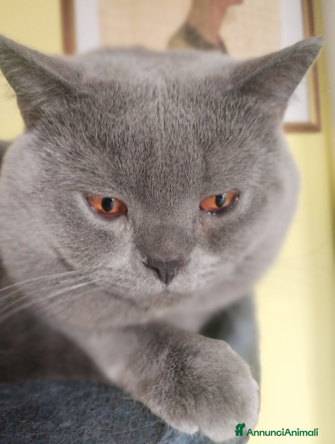 British gatti per accoppiamento: Maschio x accoppiamento  - Annuncio 4