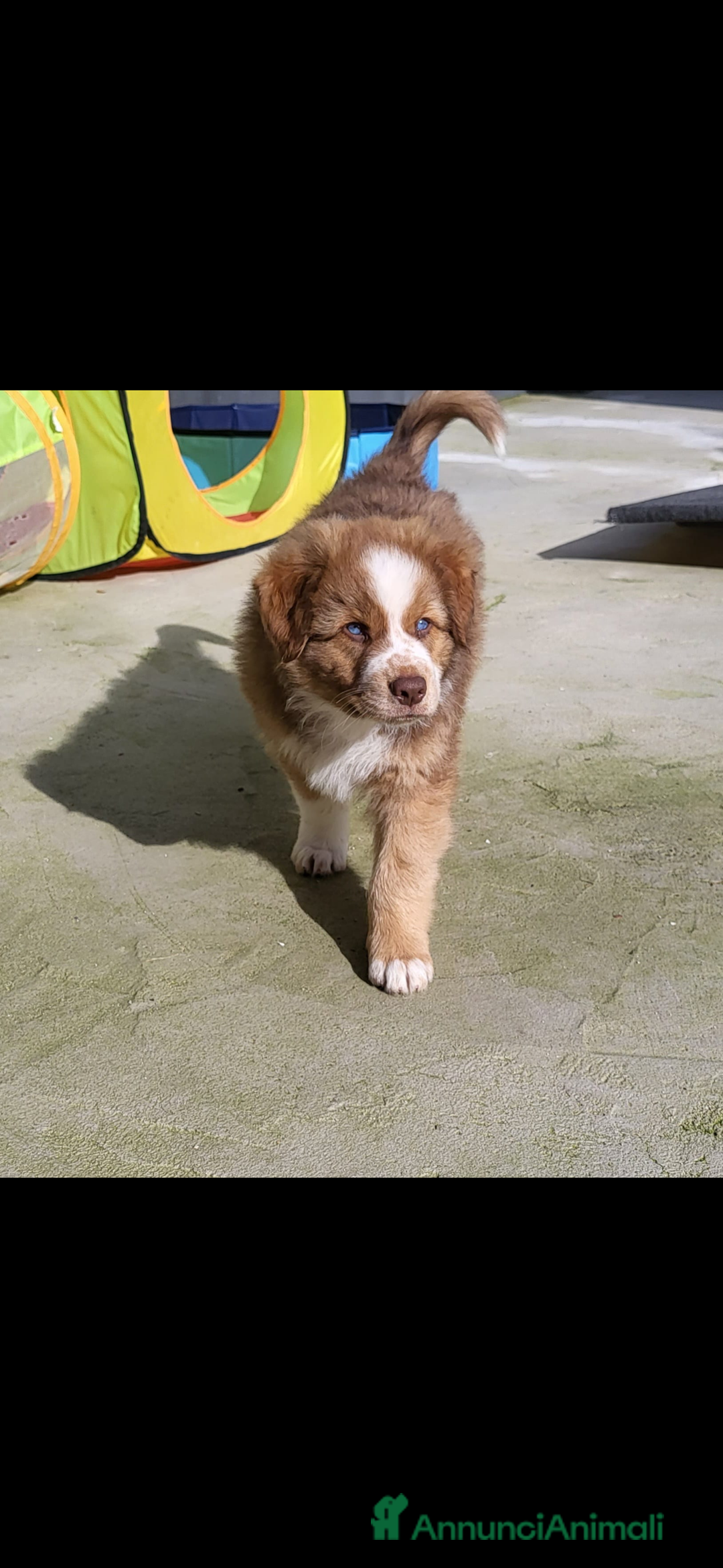 Australian Shepherd cani per accoppiamento: Pastore australiano, 3 anni, stallone - Annuncio 16