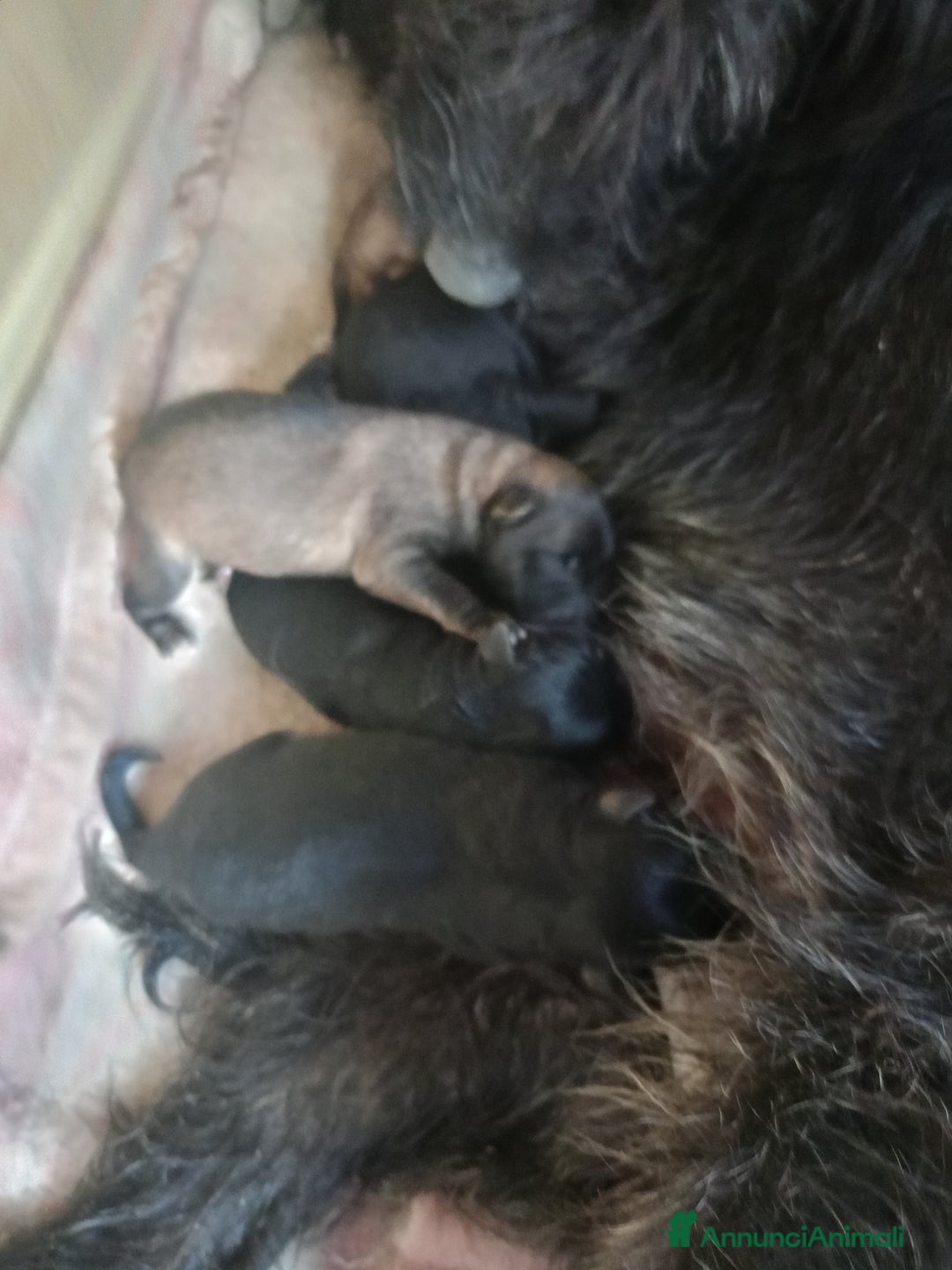 Pastore Tedesco cani in regalo:  proprietario regala splendidi cuccioli  - Annuncio 21