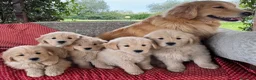 Golden Retriever cani in vendita: CUCCIOLA GOLDEN AMERICANO - Annuncio 3