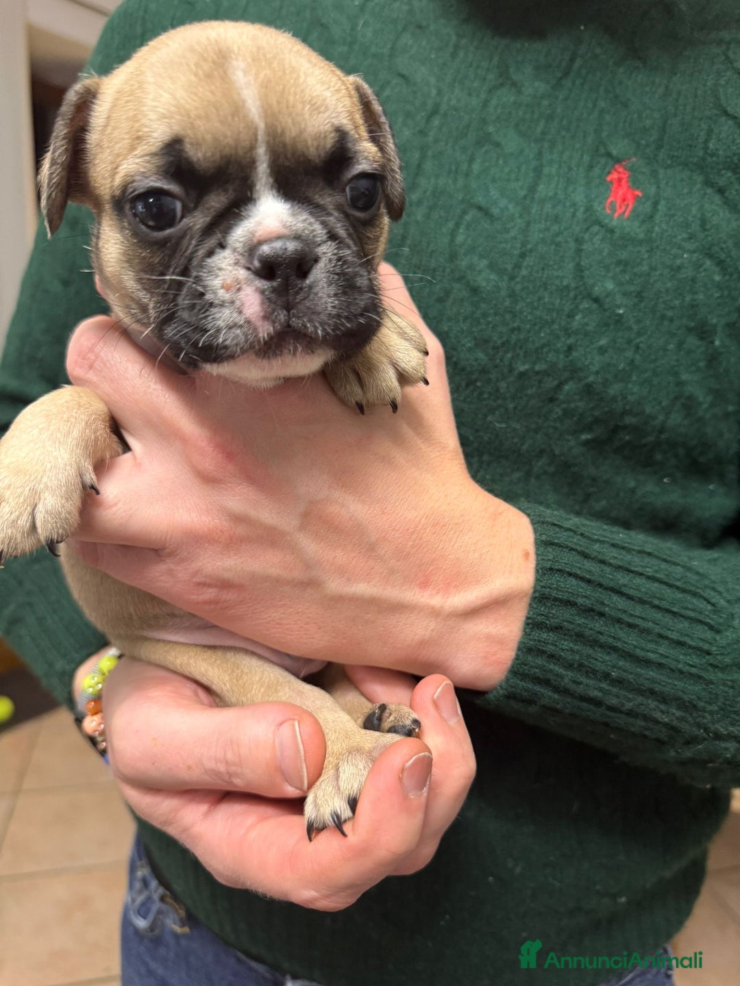 Bulldog Francese cani in vendita: Cuccioli di Buldog francese  - Annuncio 5