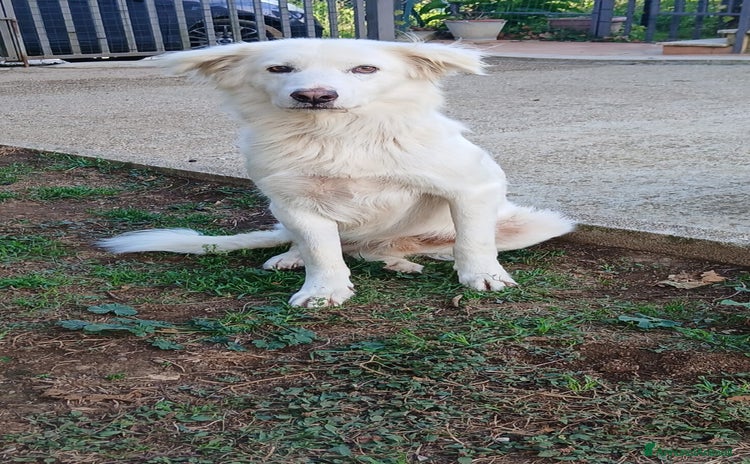 Meticcio cani - Annuncio 5