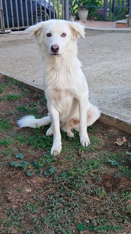 Meticcio cani - Annuncio 16