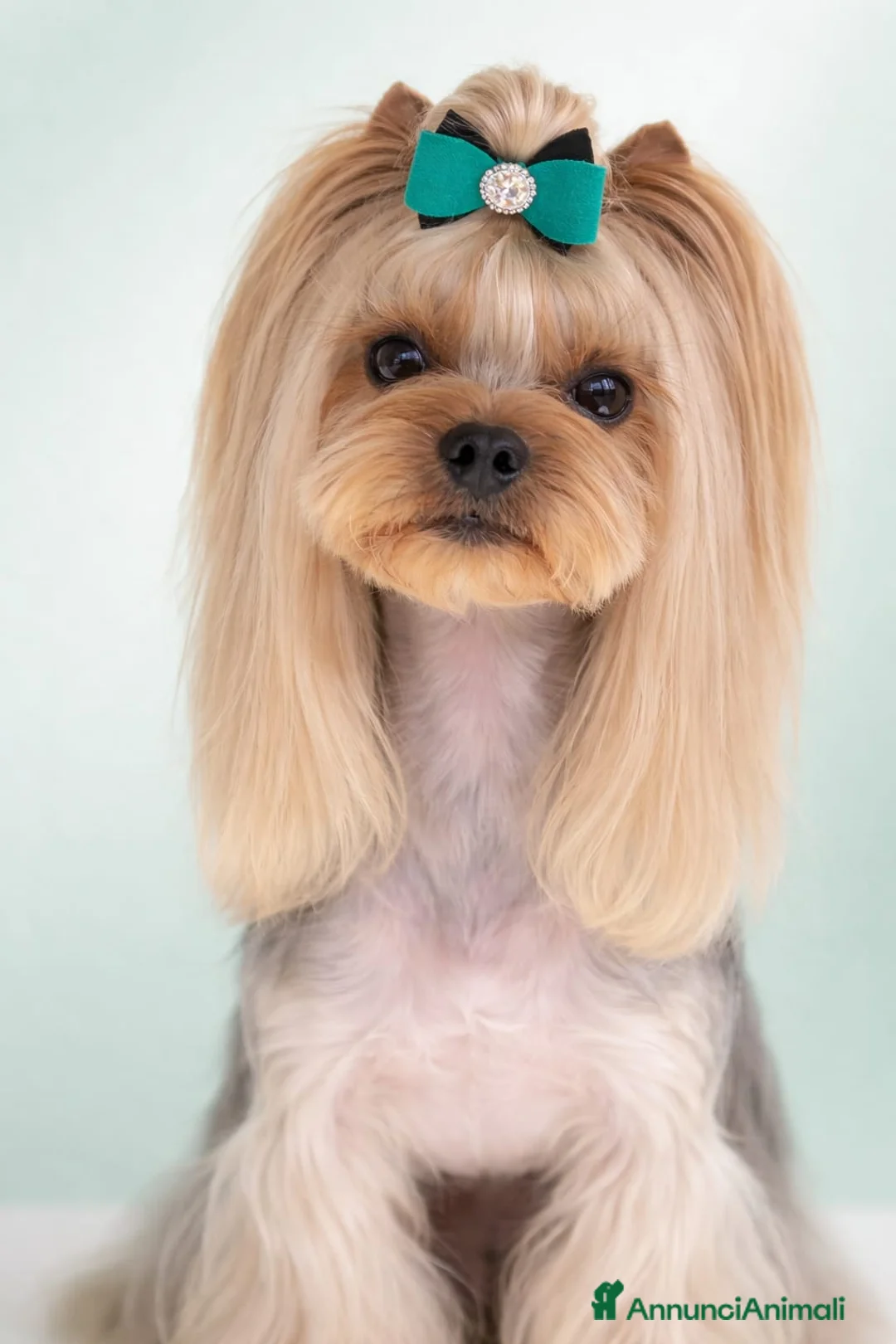 Yorkshire cani per accoppiamento: Yorkshire con pedigree disponibile per monta. a Provincia di Verona - Annuncio 1