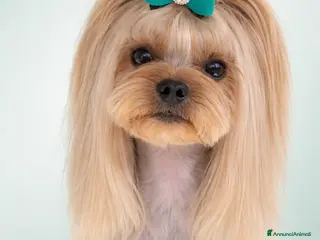 Yorkshire cani Yorkshire con pedigree disponibile per monta. - Annuncio 17