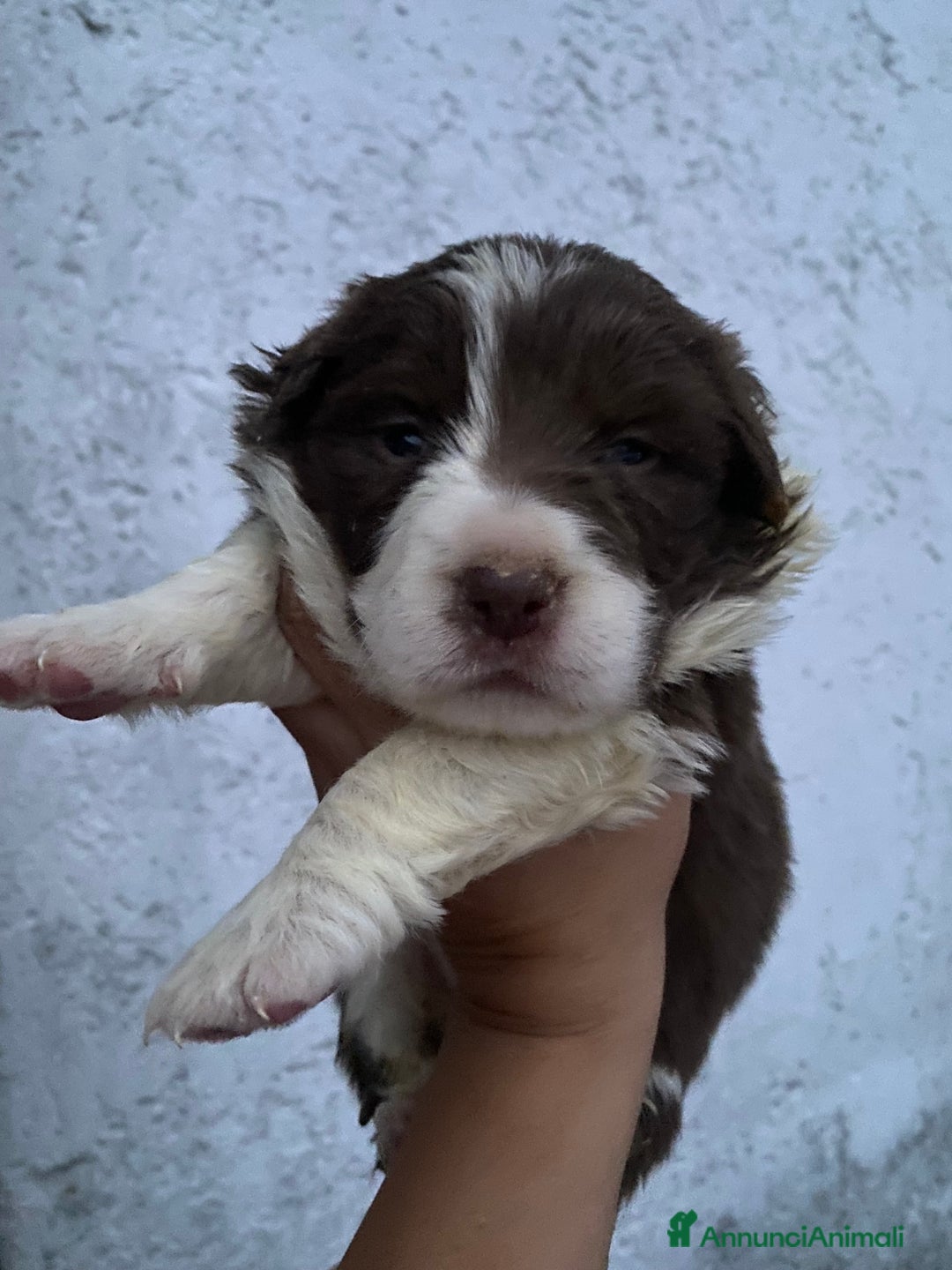 Border Collie cani in vendita: Border collie femmine rossa e nere - Annuncio 2