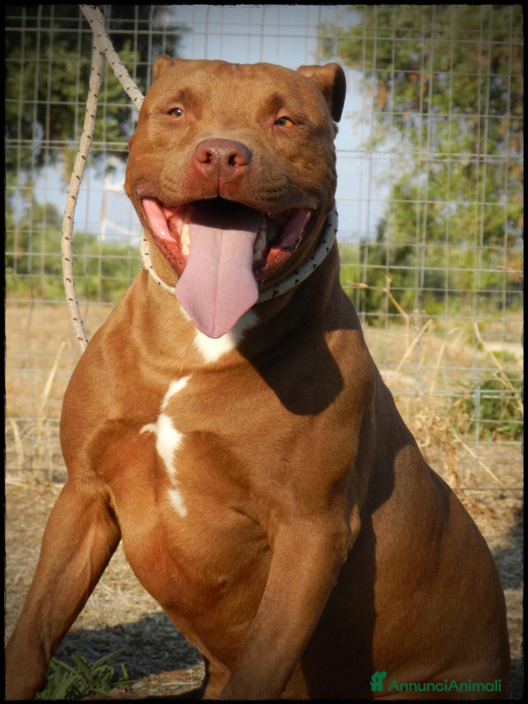 Pitbull cani in regalo: Pasha pit superbravo a Città metropolitana di Milano - Immagine 19