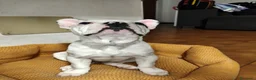 Bulldog Francese cani in vendita: Bulldog francese  - Annuncio 3