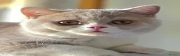 British gatti in vendita: British Shorthair  - Annuncio 2