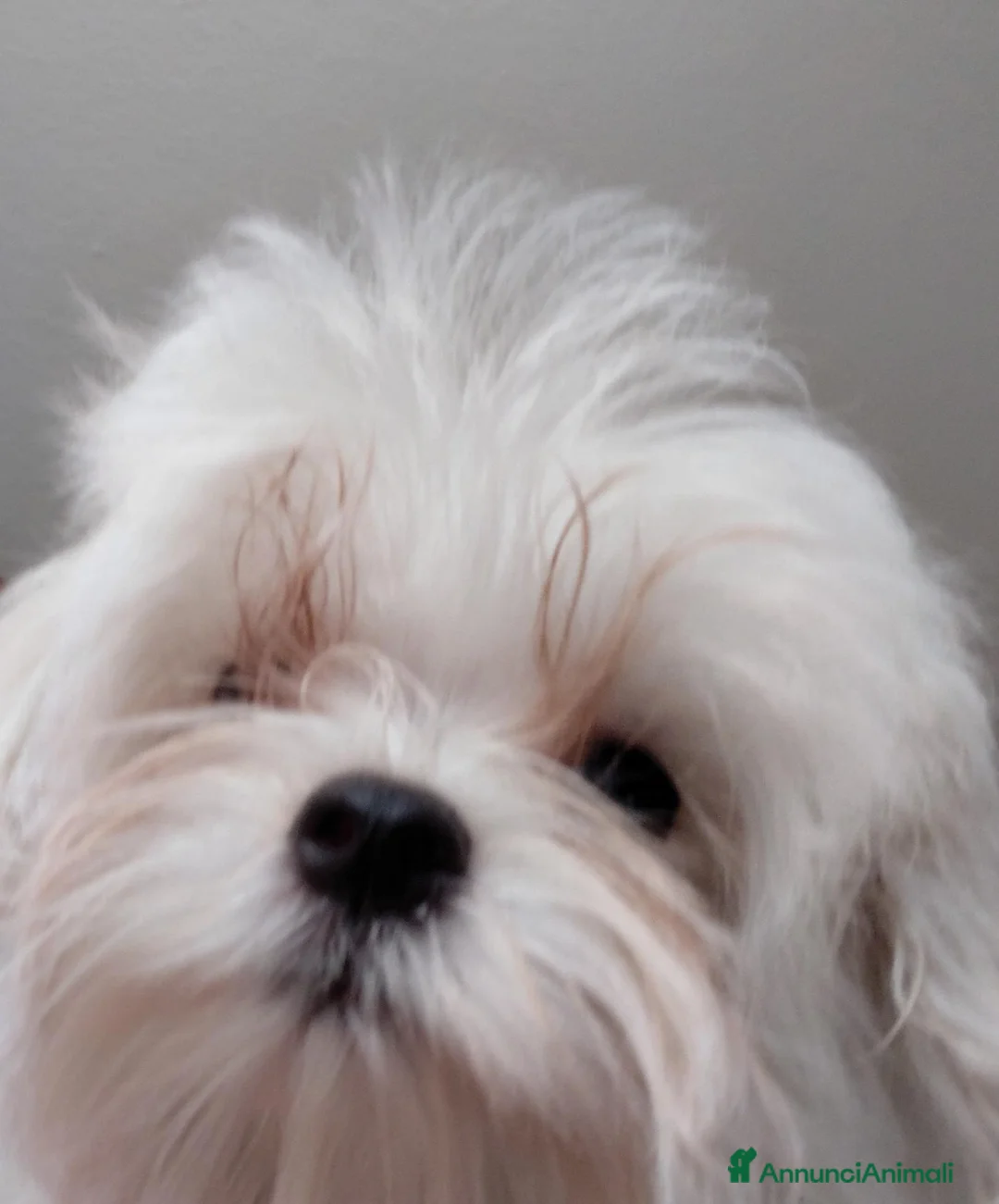 Maltese cani in vendita: Maltese maschio - Annuncio 5