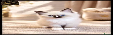 Ragdoll 2