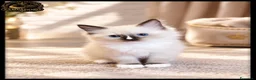 Ragdoll gatti in vendita: Ragdoll pedegree tica/fiat  a Provincia di Cremona - Annuncio 3