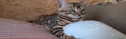 Bengala gatti in vendita: Bengala cuccioli con pedegree a Provincia di Como - Annuncio 5