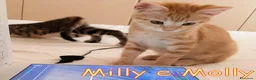 Europeo gatti in regalo: MILLY E MOLLY a Città metropolitana di Milano - Annuncio 8
