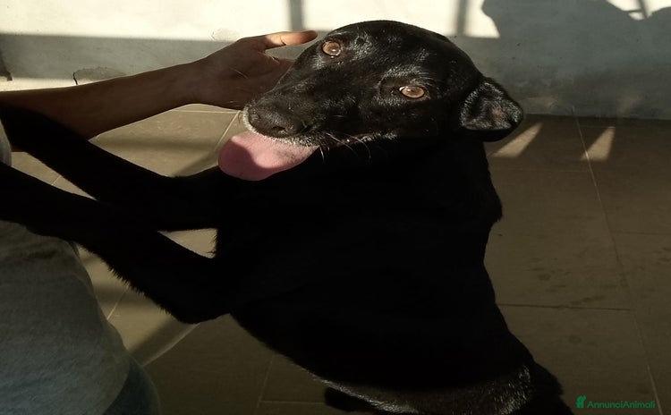 Meticcio cani - Annuncio 5