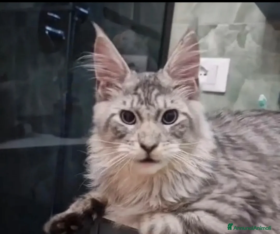 Maine Coon gatti in vendita: Gattino Maine coon linea russa genealogia top a Città Metropolitana di Firenze - Annuncio 7