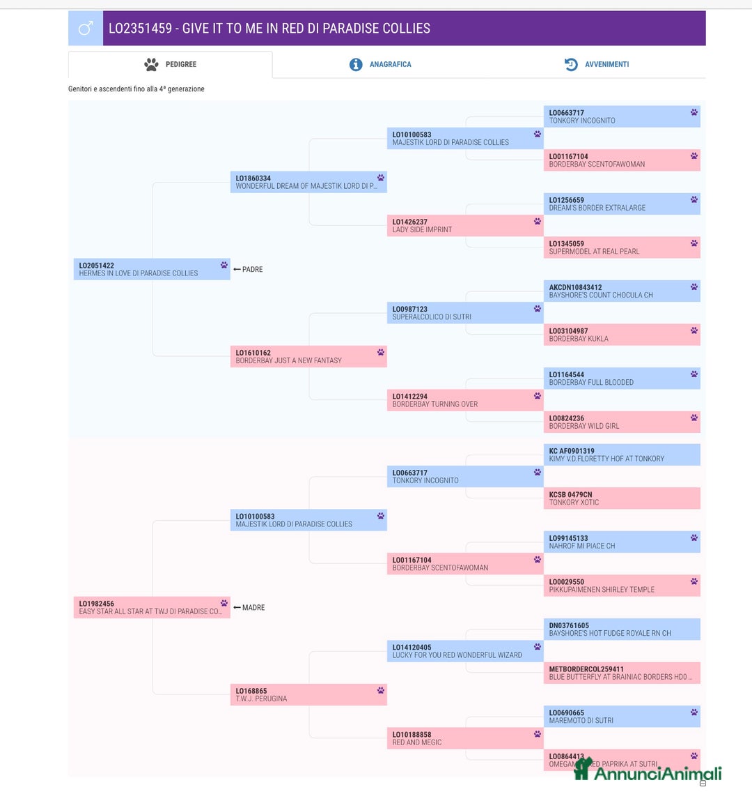 Border Collie cani in vendita: Border collie  - Annuncio 12