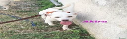 Meticcio cani in regalo: Akira in adozione - Annuncio 3