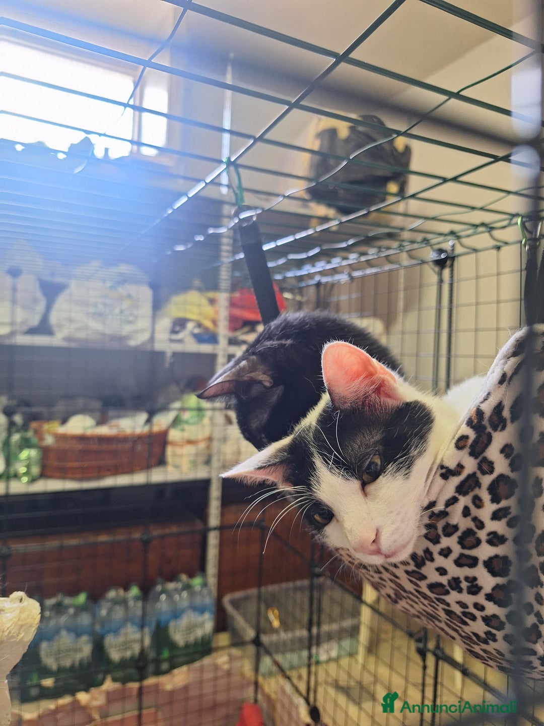 Altre razze gatti in regalo: Gatte cercano casa!!! - Annuncio 2