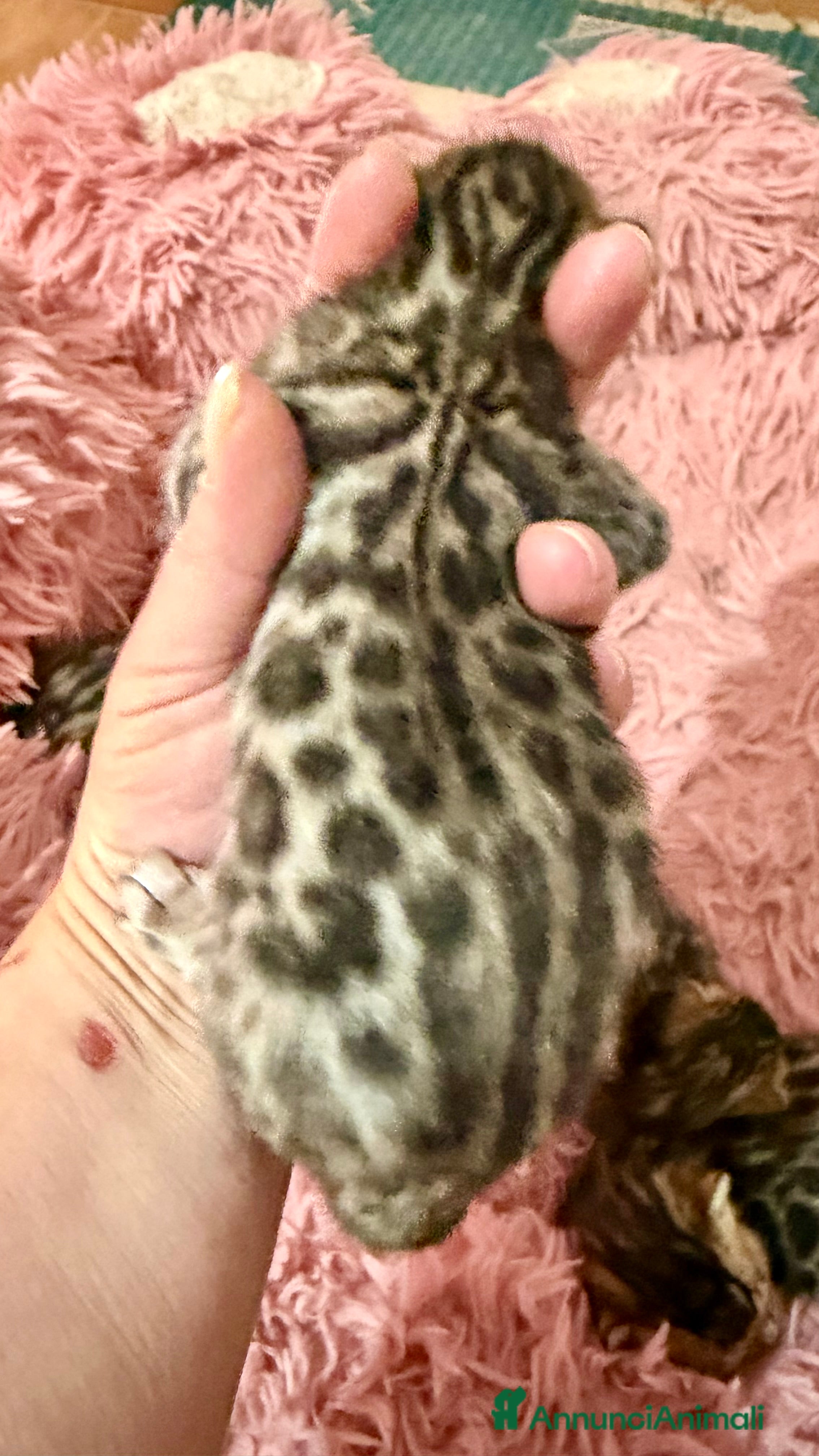 Bengala gatti gatto bengala  - Annuncio 2