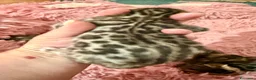 Bengala gatti in vendita: gatto bengala  - Annuncio 2