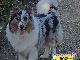 Border Collie cani BOO border collie cerca casa - in adozione - Annuncio 1