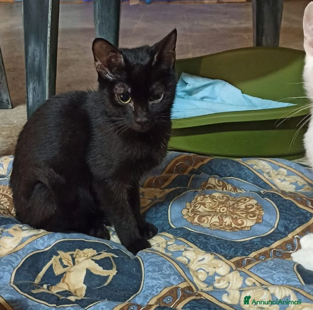 Meticcio gatti in regalo: GATTI AMOREVOLI - Annuncio 2