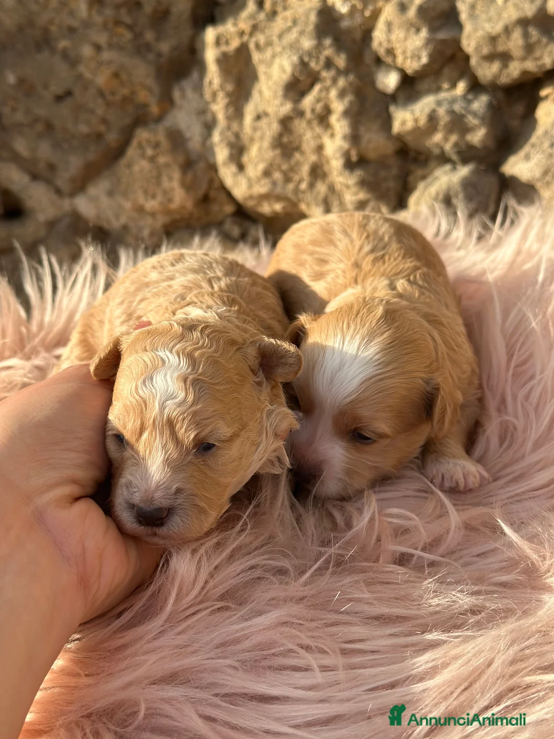 Maltipoo cani in vendita: Cucciole di MALTIPOO - Annuncio 1