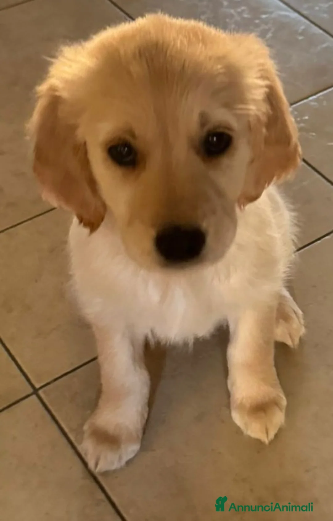 Golden Retriever cani in vendita: Cucciola Golden Retriever  - Annuncio 3