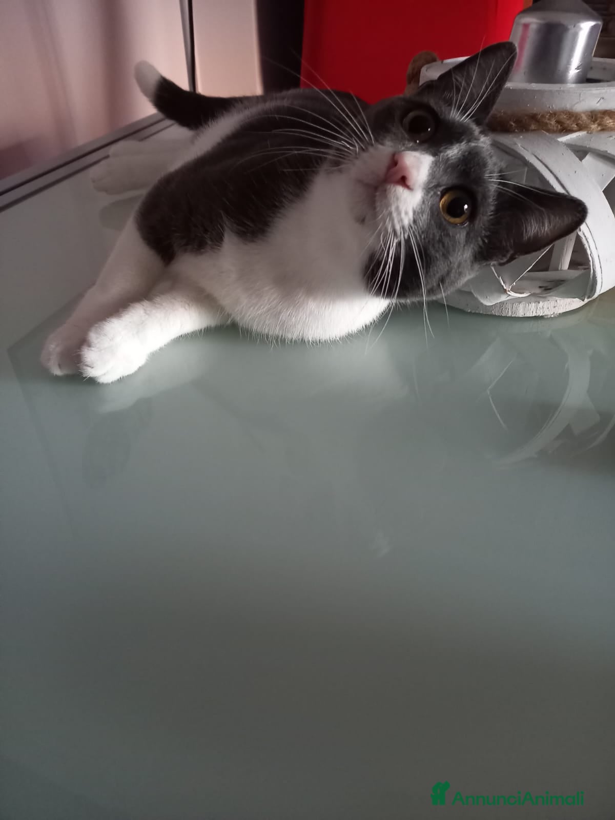 Meticcio gatti GATTO DOLCISSIMO  - Annuncio 2