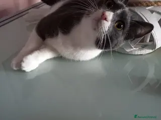 Meticcio gatti GATTO DOLCISSIMO - Annuncio 7