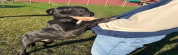 Bullmastiff cani in regalo: George, meraviglioso Pitt Bull Mastiff - Annuncio 4