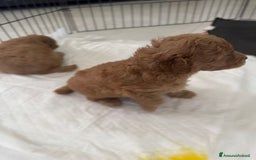 Barboncino cani in vendita: Cuccioli barboncino   a Provincia di Alessandria - Immagine 4