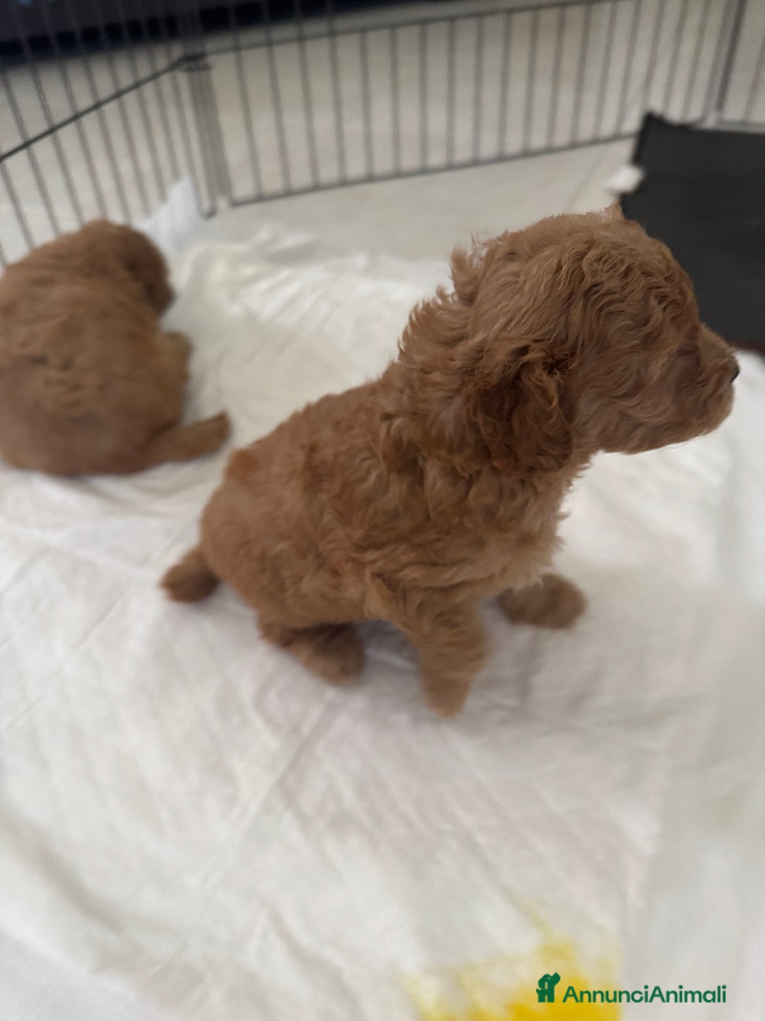 Barboncino cani in vendita: Cuccioli barboncino   a Provincia di Alessandria - Immagine 4