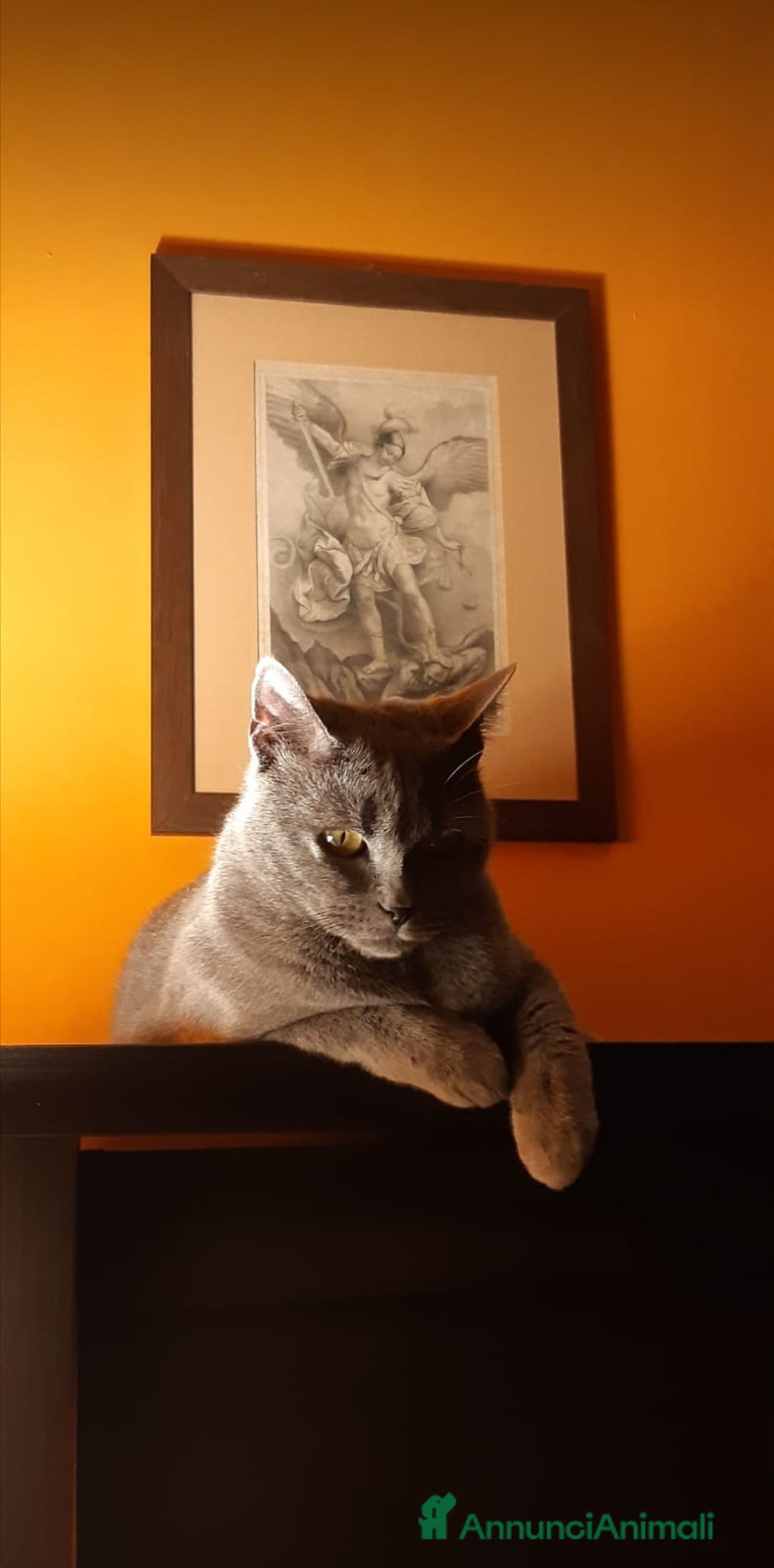 Certosino gatti in vendita: STALLONO GATTO CERTOSINO X MONTA - Immagine 8