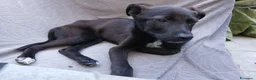 Meticcio cani in regalo: Totò  - Annuncio 3