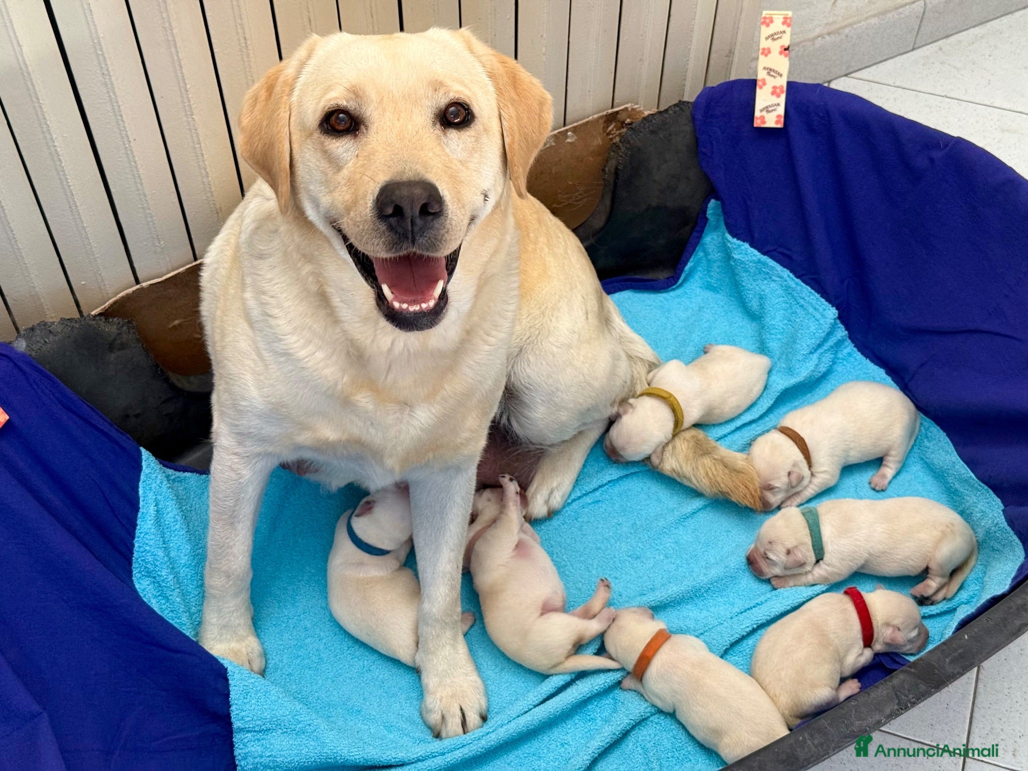 Labrador cani Cuccioli Labrador miele - Annuncio 17