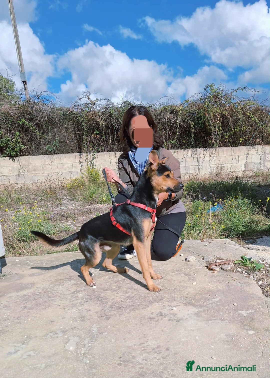 Meticcio cani in regalo: Dolcissimo cagnolino in adozione  - Annuncio 5