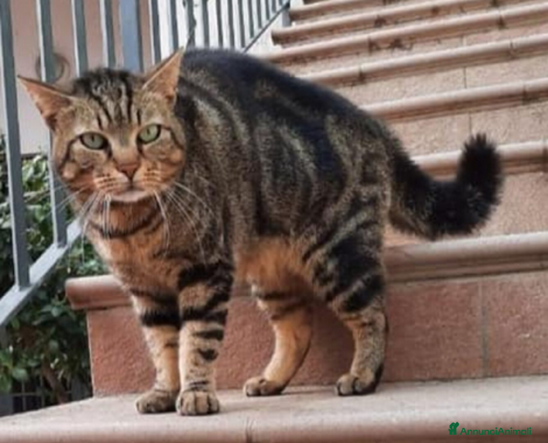 Europeo gatti in regalo: Gattina di 3 mesi - Annuncio 10