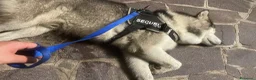 Husky cani in regalo: Oscar husky siberiano a Città Metropolitana di Napoli - Annuncio 4