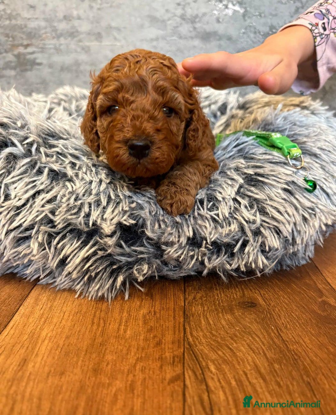 Cockapoo cani in vendita: Cuccioli di Cockapoo F2b disponibili - Annuncio 11