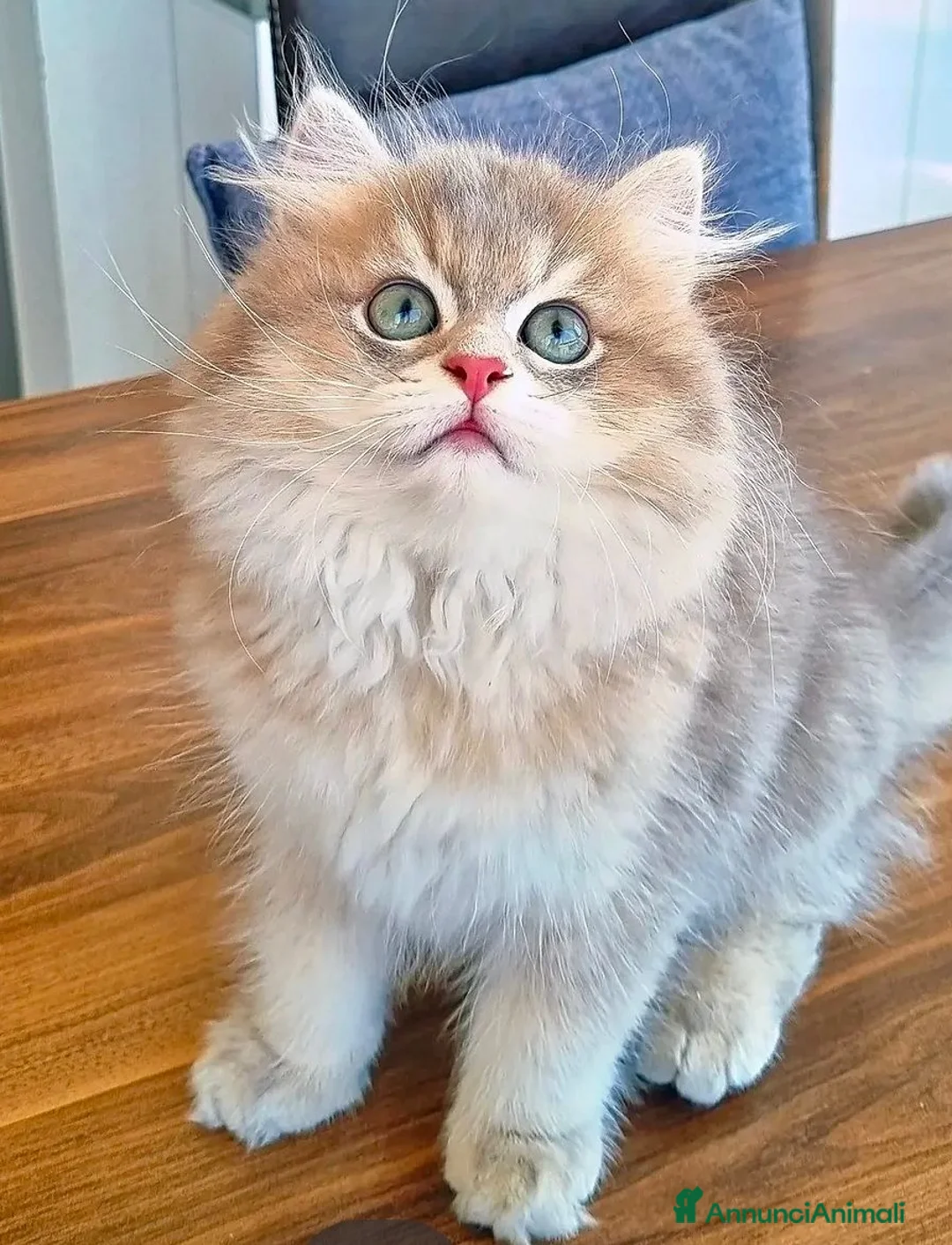 British gatti in vendita: British Longhair maschio Blue Golden Shell  - Annuncio 2