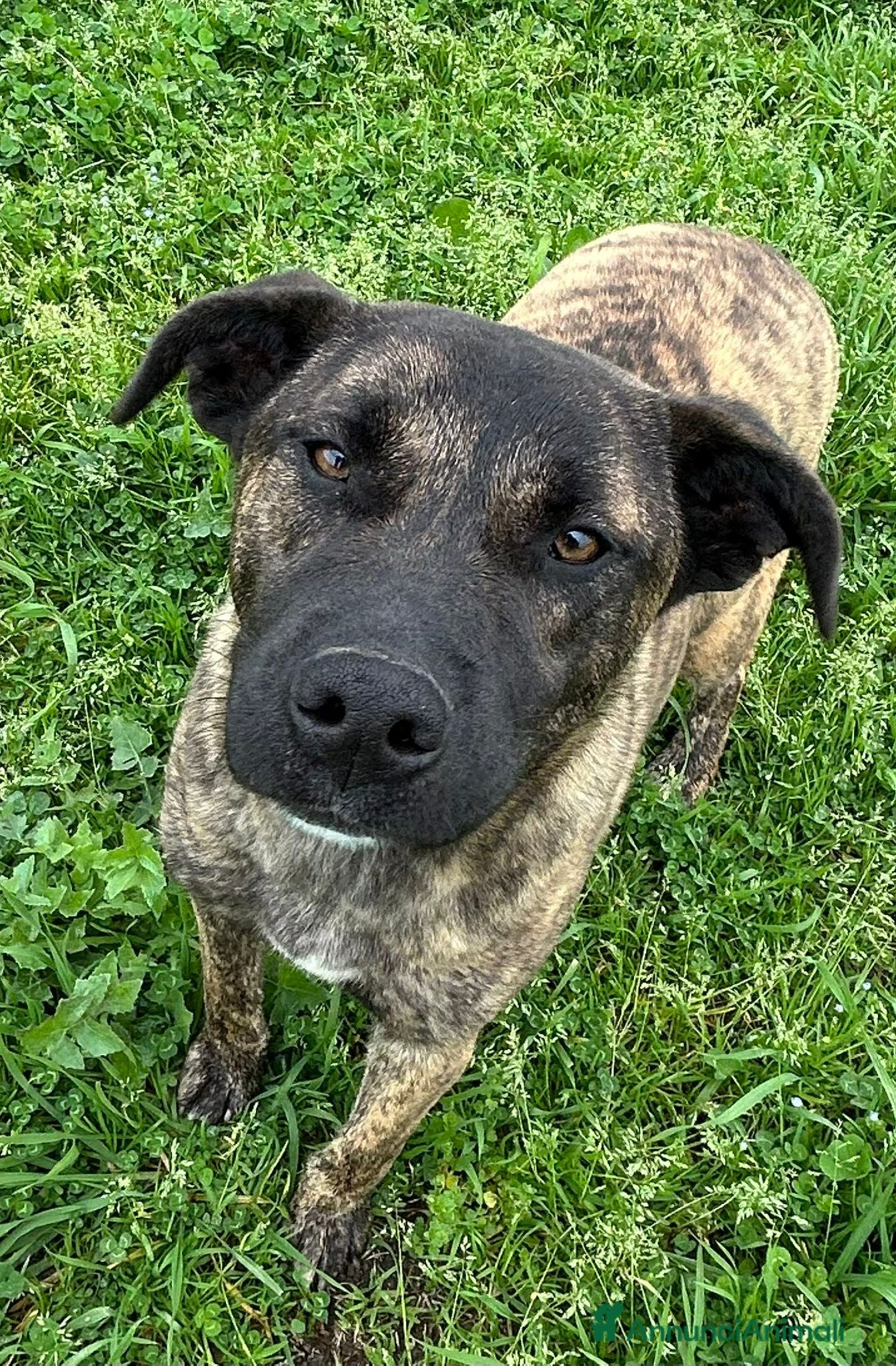 Meticcio cani Incrocio (INDIA) - Annuncio 3