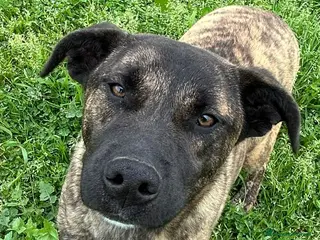 Meticcio cani Incrocio (INDIA) - Annuncio 3