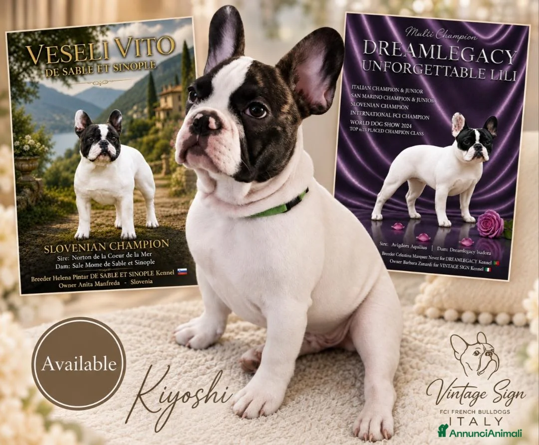Bulldog Francese cani in vendita: CUCCIOLONI BULLDOG FRANCESE ENCI - Annuncio 1